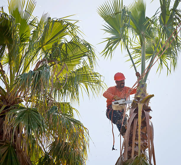 The Steps Involved in Our Tree Care Process in Forest Meadows, CA